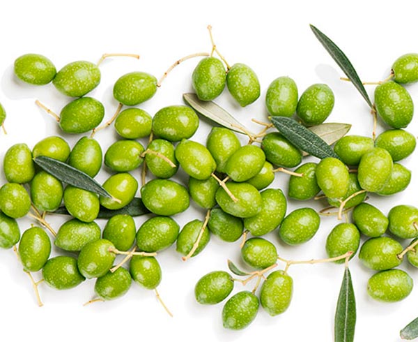 Characteristics of the Picual olive that make it unique