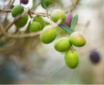 aceite de oliva virgen extra arbequina