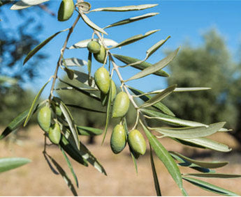 aceite de oliva virgen extra cornicabra