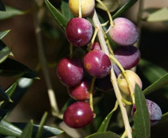 Propriétés et caractéristiques de la variété Royal Extra Virgin Olive Oil