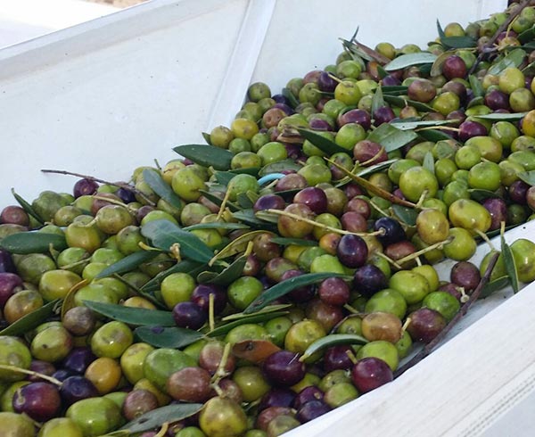 Characteristics of the Arbequina olive that make it special