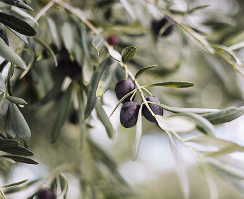 Aceituna Hojiblanca