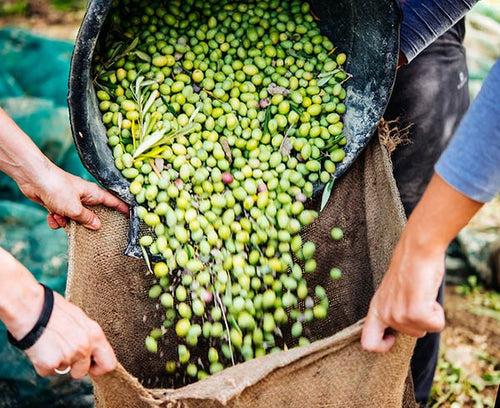 propiedades de las aceitunas