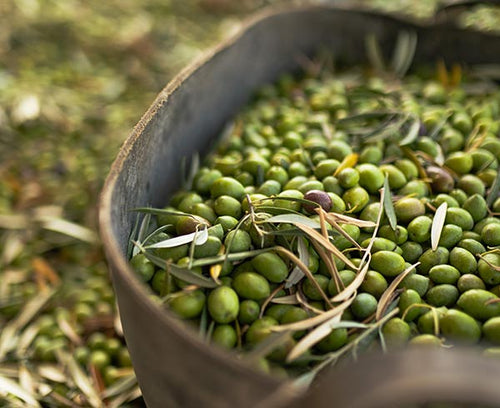 kilos de aceitunas por litro de aceite