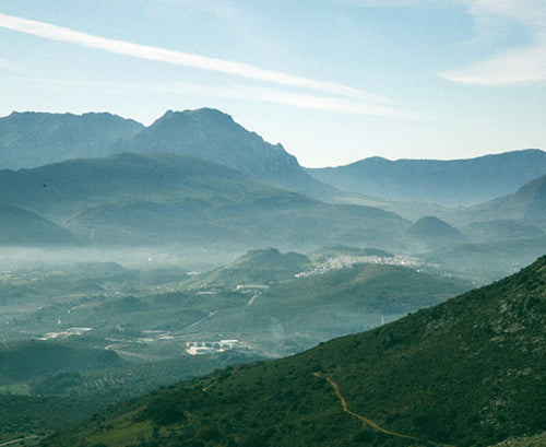 aceite rincón de la subbética