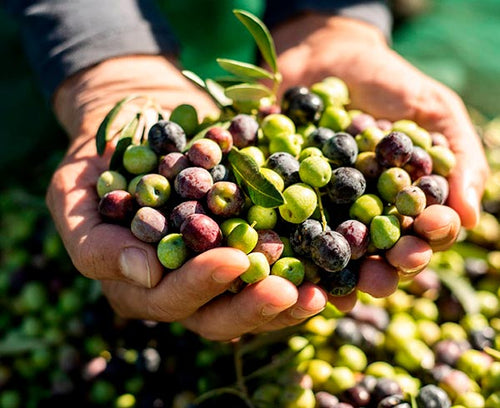 tipos de aceituna